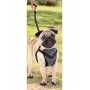 All For Paws Harnais 2 en 1 AFP Travel Dog Marche & Voyage 8135