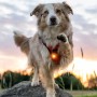 Lampe LED Orbibloc Dog Dual OL-00109