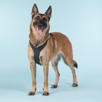 Harnais de Visibilité Nocturne pour Chien - PAIKKA