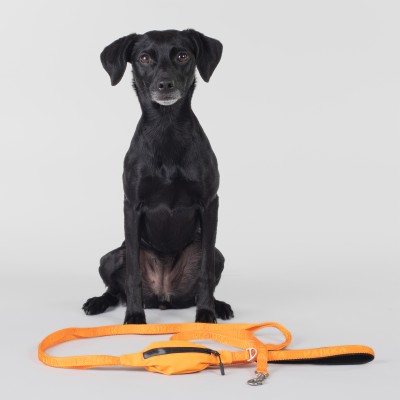 Laisse de Visibilité Nocturne pour Chien - PAIKKA