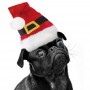 Bonnet de Noël pour Chien