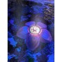 Sicce Flower LED Trio Kit Sicce LLF003E