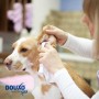 Nettoyant et Dégraissant Oreille Chien 'Skin & Coat Spa' | Douxo - Mise en Situation