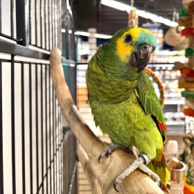 Adoption de Perroquet 'Amazone à Front Bleu' | Nilufar - Tina Femelle