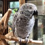 Adoption de Perroquet 'Gris du Gabon' | Nilufar - Femelle Lizzie
