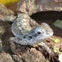 Adoption de Reptile 'Dragon Barbu Nain' | Nilufar