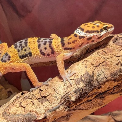 Adoption de Reptile 'Gecko Léopard' | Nilufar