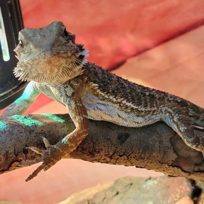 Adoption de Reptile 'Dragon Barbu' | Nilufar