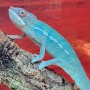 Adoption de Reptile 'Caméléon Panthère Nosy Be Blue' | Nilufar