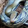 Adoption de Serpent 'Beauté Bleue du Vietnam' | Nilufar