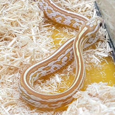 Adoption de Serpent 'Serpent des Blés' | Nilufar