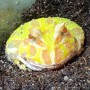 Adoption d'Amphibien 'Grenouille Pacman' | Nilufar