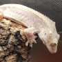 Adoption de Reptile 'Gecko à Crête' | Nilufar