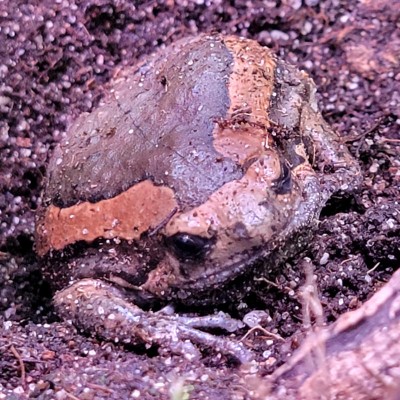 Adoption d'Amphibien 'Grenouille Peinte de Malaisie' | Nilufar