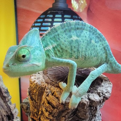 Adoption de Reptile 'Caméléon Casqué du Yémen' | Nilufar
