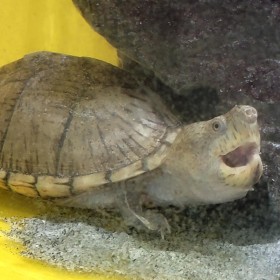 Adoption d'Amphibien 'Tortue Pygmée' | Nilufar