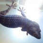 Adoption de Reptile 'Gecko Tokay' | Nilufar