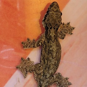 Adoption de Reptile 'Gecko Volant' | Nilufar