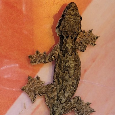 Adoption de Reptile 'Gecko Volant' | Nilufar