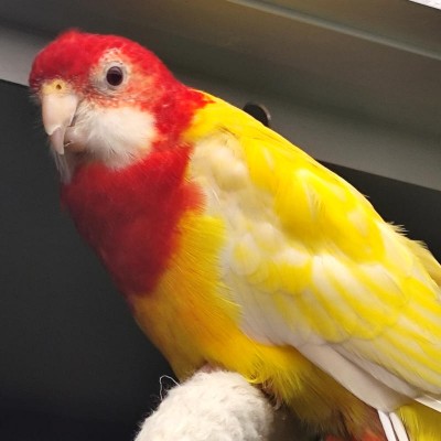 Adoption de Perroquet 'Perruche Omnicolore' | Nilufar