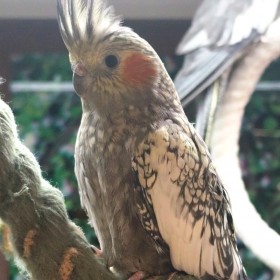 Adoption de Perroquet 'Calopsitte Élégante' | Nilufar