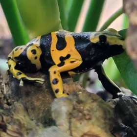 Amphibien 'Rainette Jaguar' | Nilufar