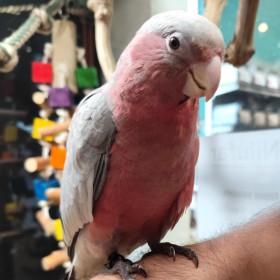 Perroquet 'Cacatoès Rosalbin' | Nilufar