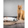 Canadian Cat Coussin Play pillow XXL Canadian Cat C11380