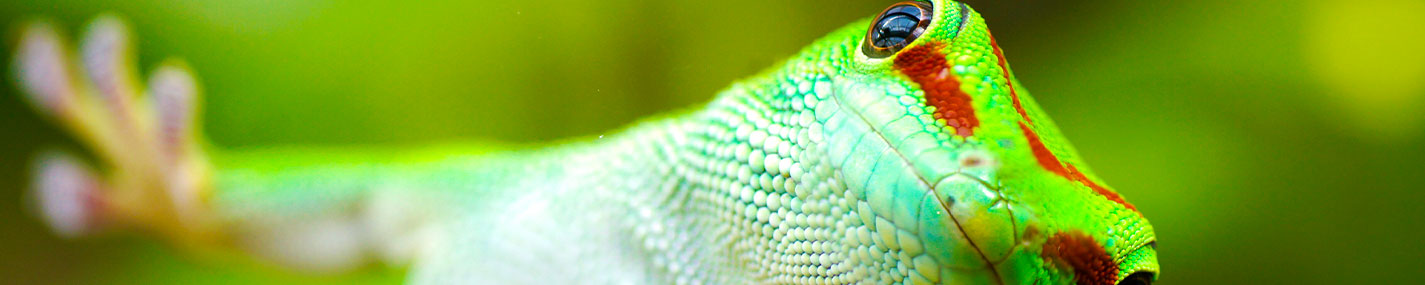 Interne Filtres - Filtration pour terrarium