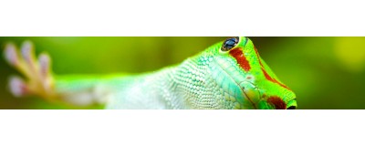 Filets de filtration Masses filtrantes & traitements - Filtration pour terrarium