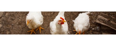 Alimentation & compléments pour Basse-cour