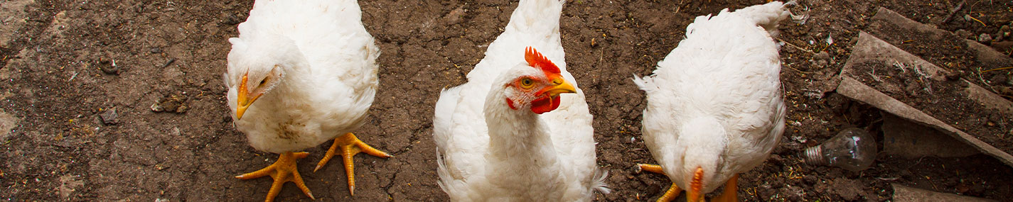 Terre de diatomée - Hygiène & soins pour Basse-cour