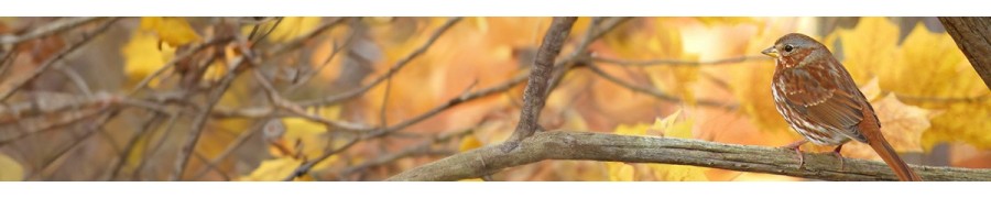 Nourriture et équipements pour les animaux de la nature | Nilufar