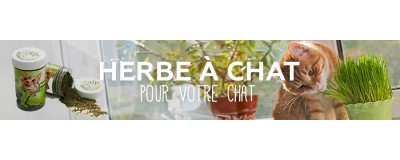 Herbe à chat - Alimentation & compléments pour chat