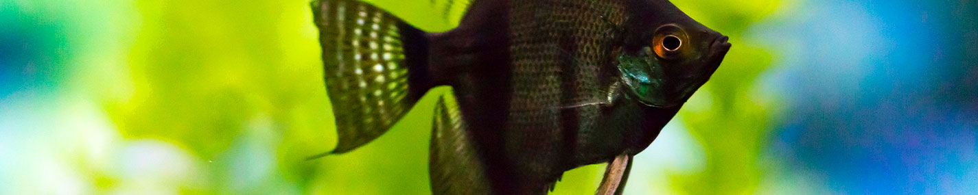 Aquariums, nourriture et équipements pour poissons eau douce | NILUFAR