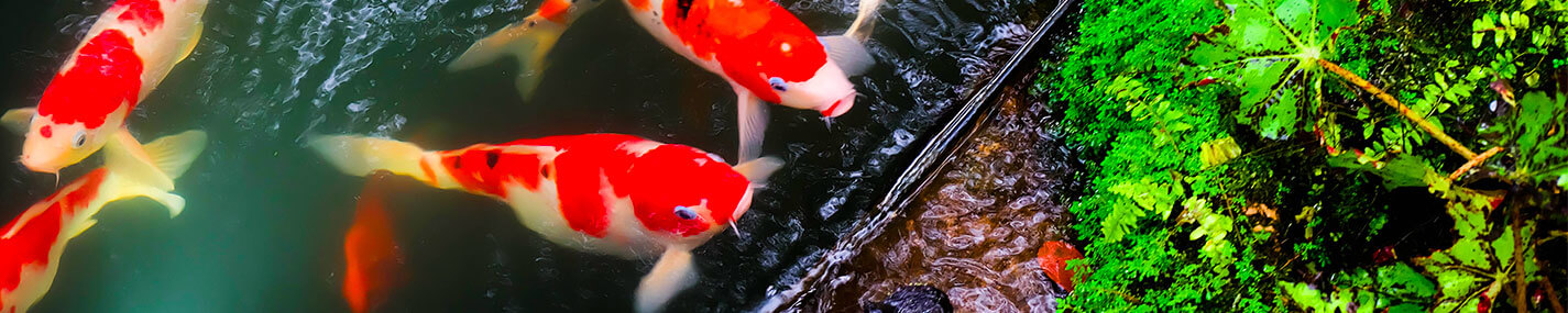 → Accessoires pour bassin