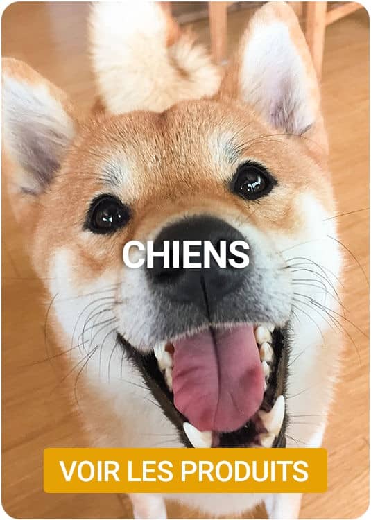 catalogue chien