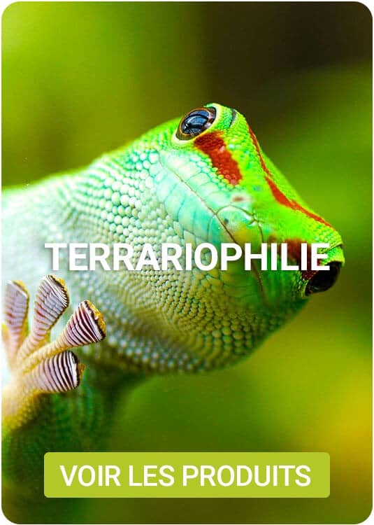 catalogue terrarium